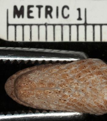 Media type: image;   Herpetology R-12141